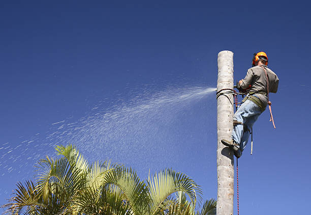 How Our Tree Care Process Works  in  Bridgeport, IL